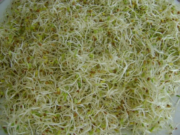 alfalfa germinada