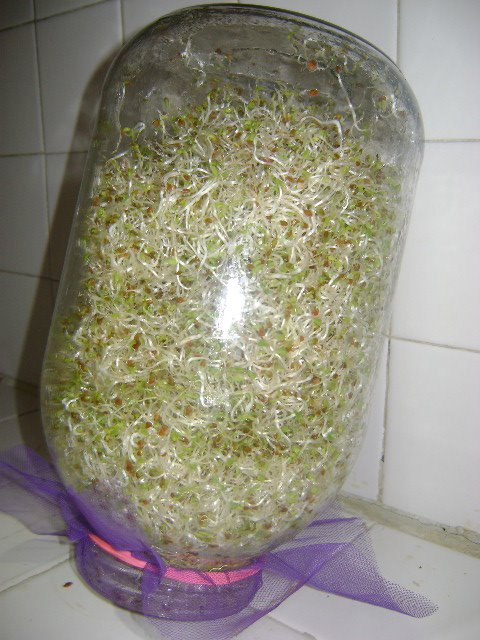 tarro alfalfa germinada