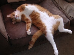 gato sofa cansado