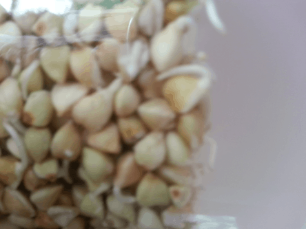 Trigo sarraceno germinado