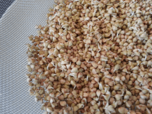 germinando trigo sarraceno
