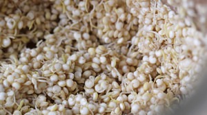 como germinar quinoa