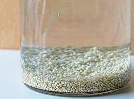 Como germinar quinoa